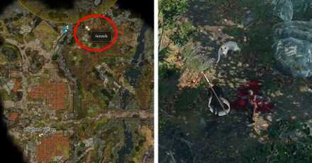 Where to find Scratch - Baldur