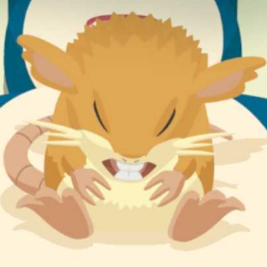 Pokemon Sleep - Atop-Belly Sleep