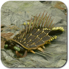 Starfield Spaceroach ID