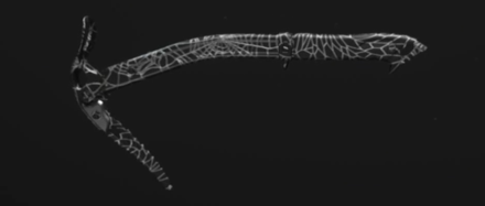 MW3 - Arachnida Pickaxe Camo