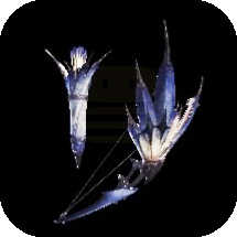 MHNow - Glacial Arrow