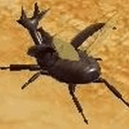 Super Mario RPG Remake - Male Beetle