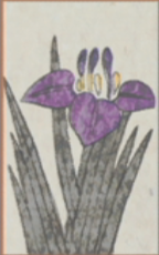 May - Iris - 1 Point 1