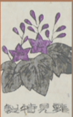 December - Paulownia - 1 Point 2