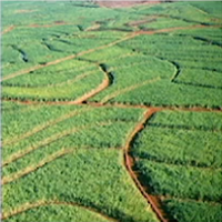 LAD Infinite Wealth - Substory 21 Sugarcane Field