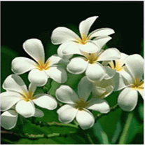 Vocational School Question Image