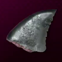 Shark Fin