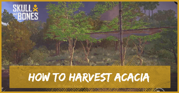 Skull and Bones Harvest Acacia