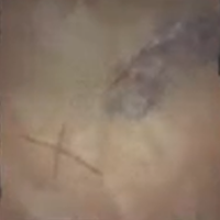 Skull and Bones - Badges of Honor