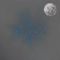 Skull and Bones - Sapphire Sparkles