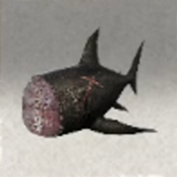 Shark Meat