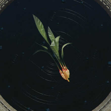 Pearl Ginger Root Icon