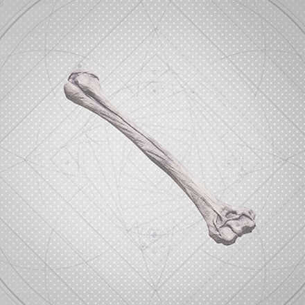 Exquisite Beast Spine Icon