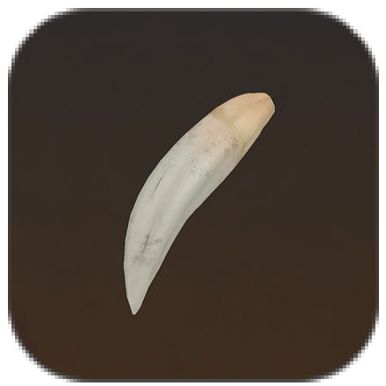 Sand Land - Large Panther Fang