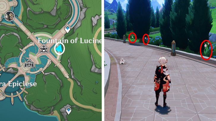 Genshin - Rainbow Rose 65-67