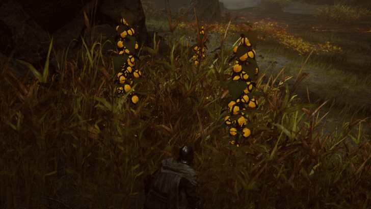 Elden Ring - Do Not Touch the Frenzied Flame Grapes