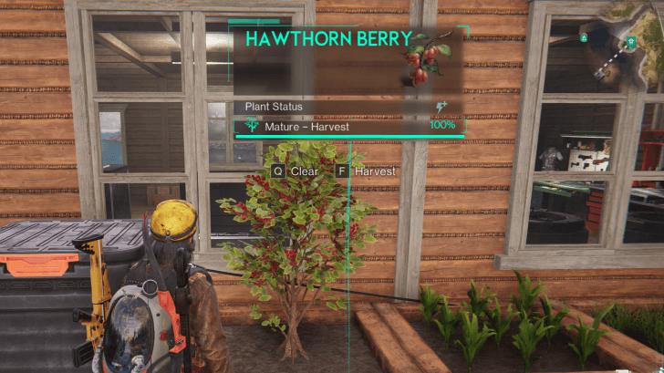 Once Human - Hawthorn Berry in Planter Box