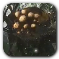 Black Myth Wukong - Fungiwoman Icon