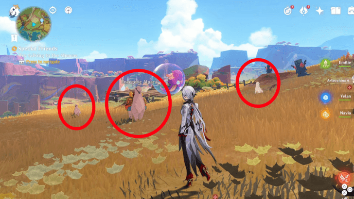 Try talking to the Alpacas