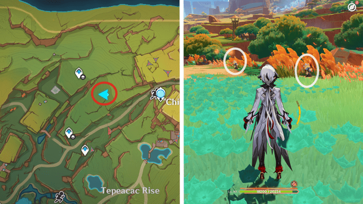 Genshin - Saurian Claw Succulent 20-21