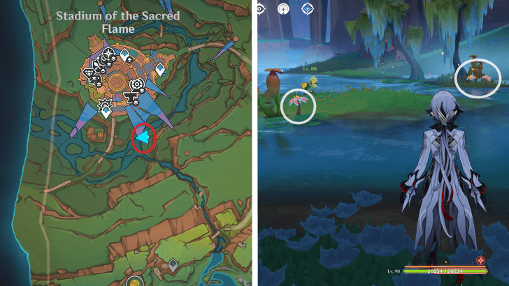 Genshin - Brilliant Chrysanthemum 57-59