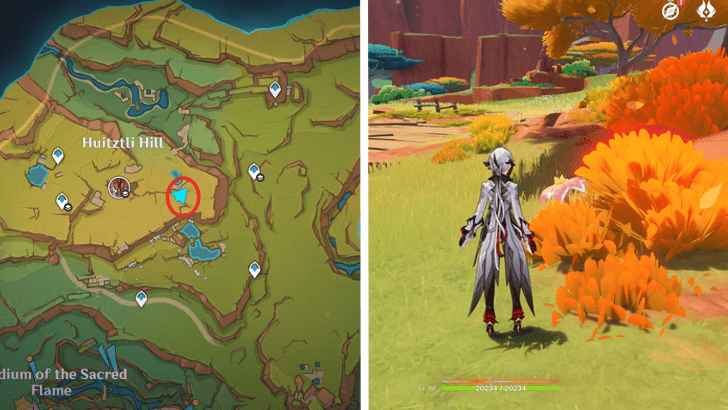 Genshin - Brilliant Chrysanthemum 22