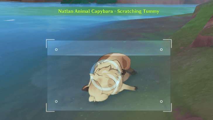 Genshin - Capybara - Scratching Tummy