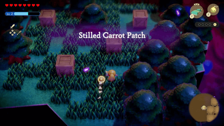 Stilled Carrot Patch