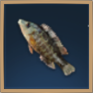 Ballan Wrasse Icon