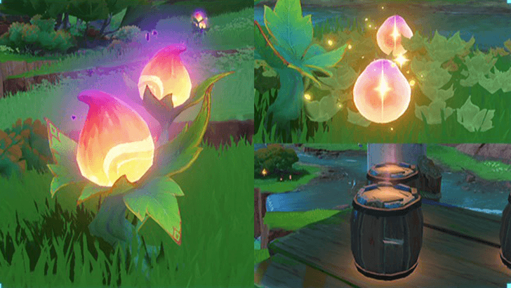 Genshin - Aphid Treasure Trace - Collect Shackleberries