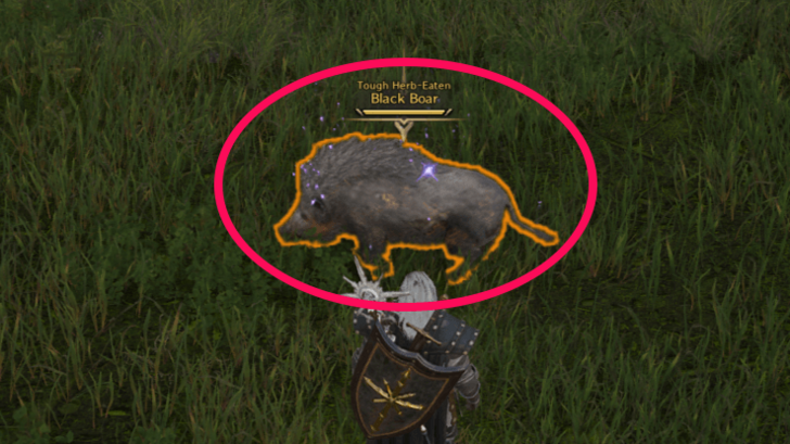 Tough Herb-Eaten Black Boar