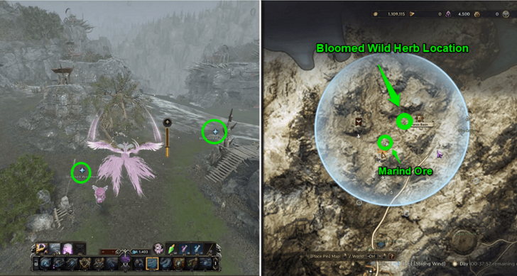 Throne and Liberty (TL) - Bloomed Wild Herb Location
