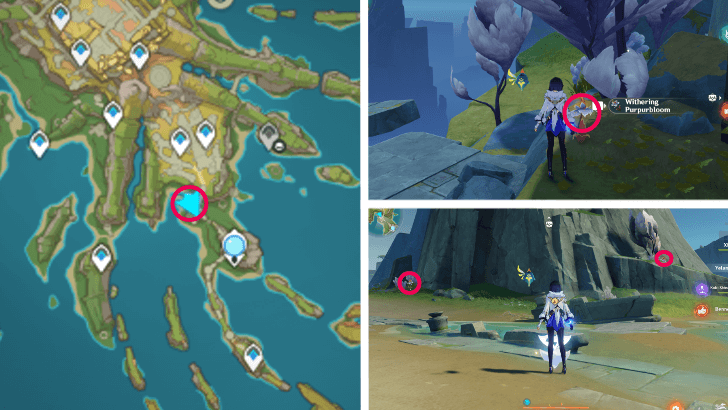 Genshin - Withering Purpurbloom 34-36
