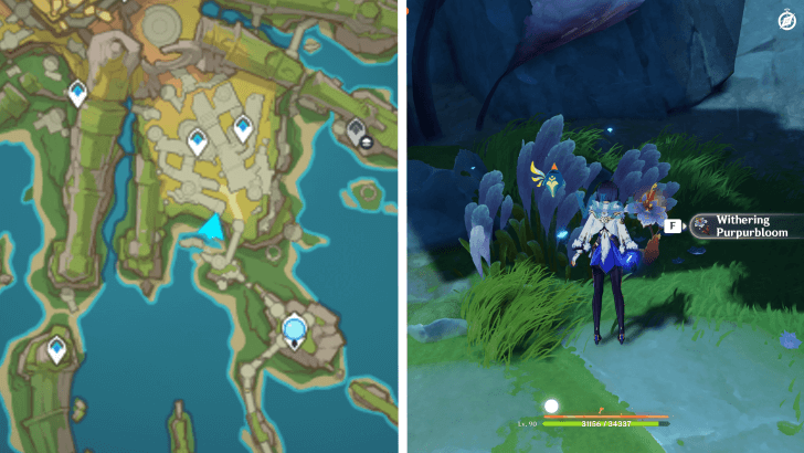 Genshin - Withering Purpurbloom 40
