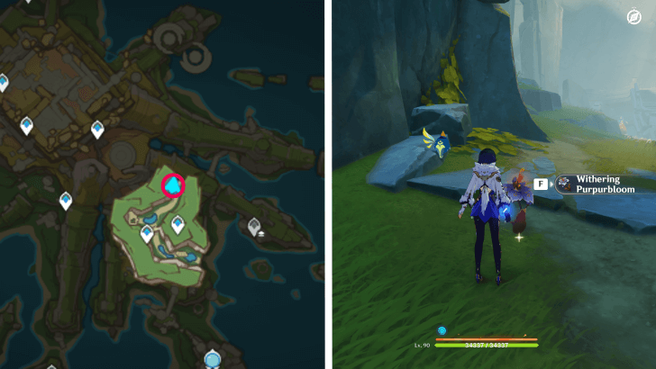 Genshin - Withering Purpurbloom 52