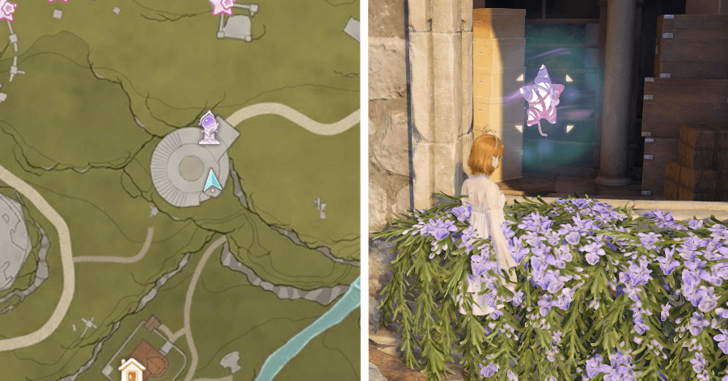 Whimstar Florawish 50