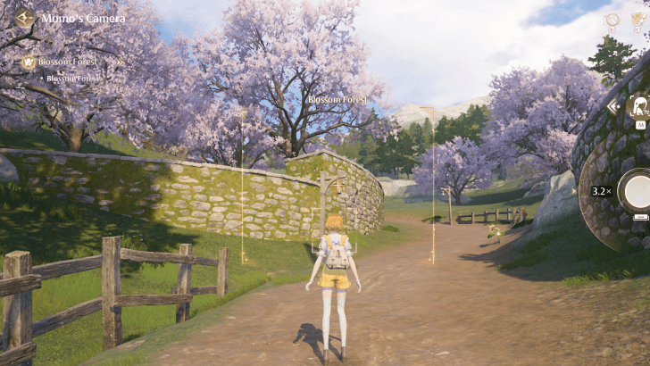 Blossom Forest Photo Angle