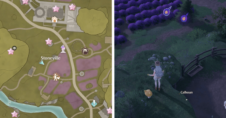 Stoneville Dew 80-81