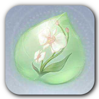 Sunny Orchid Essence