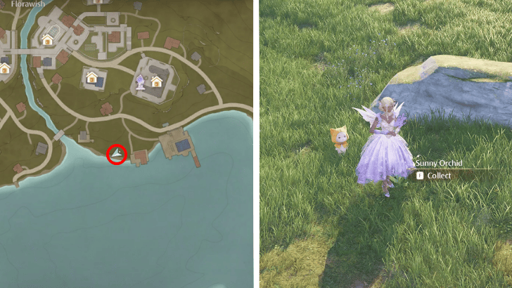 Infinity Nikki Sunny Orchid Location