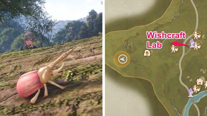 Mani Beetle Location