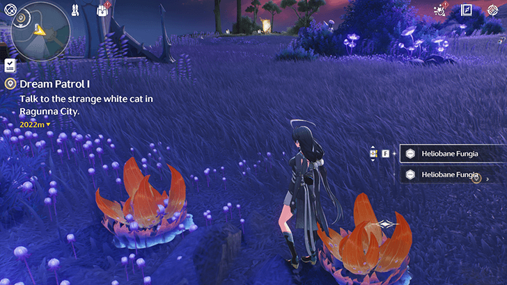 Heliobane Fungia in Porto-Veno Castle