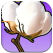 Cotton