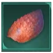 Avowed -  Beetle Shell