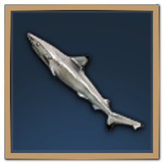 Blacktip Shark Icon