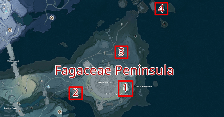 Fagaceae Peninsula Dream Patrols