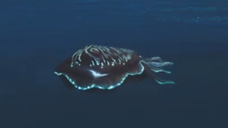 Goliath Squid In-Game