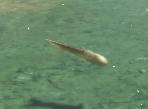 Gravid Bowfin Outline