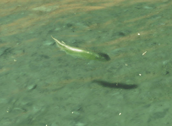 Virid Bowfin Outline