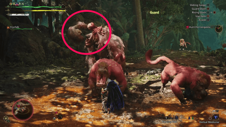 Take Note of What Congalala is Eating